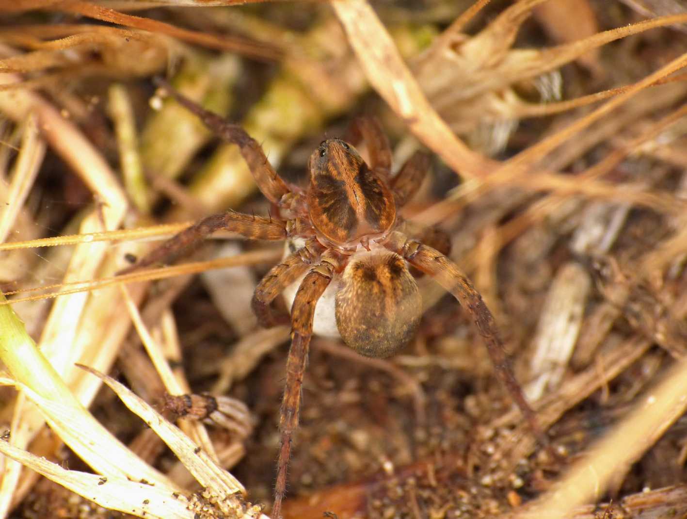 Trochosa con ovisacco